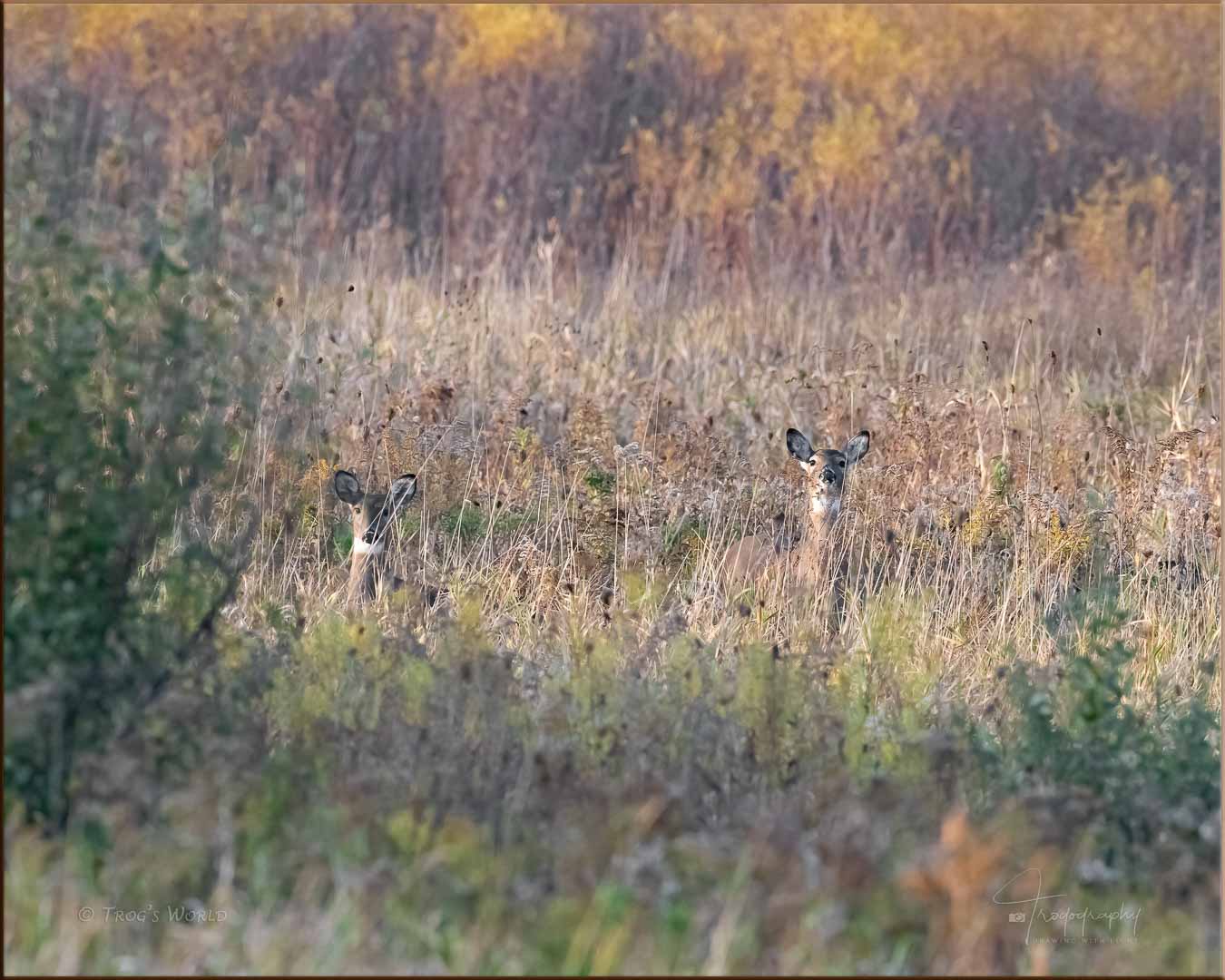 Two deer in the tall bushes