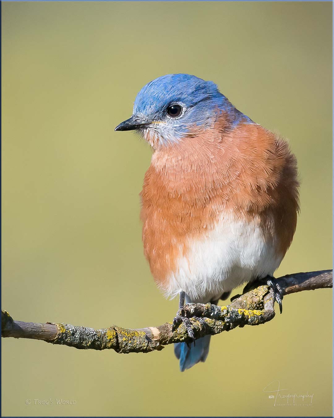 Bluebird on a tree limb