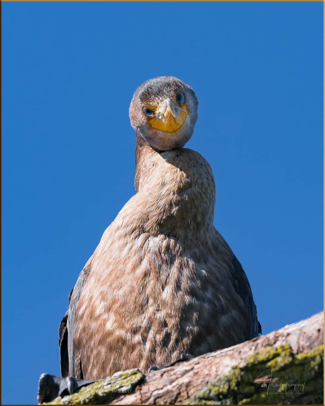 Cormorant looking down from above