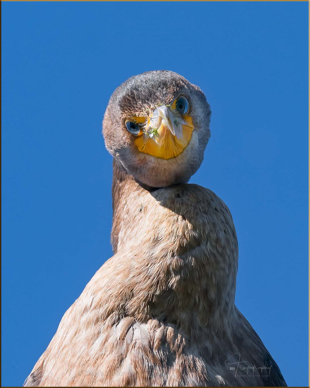 Cormorant looking down from above