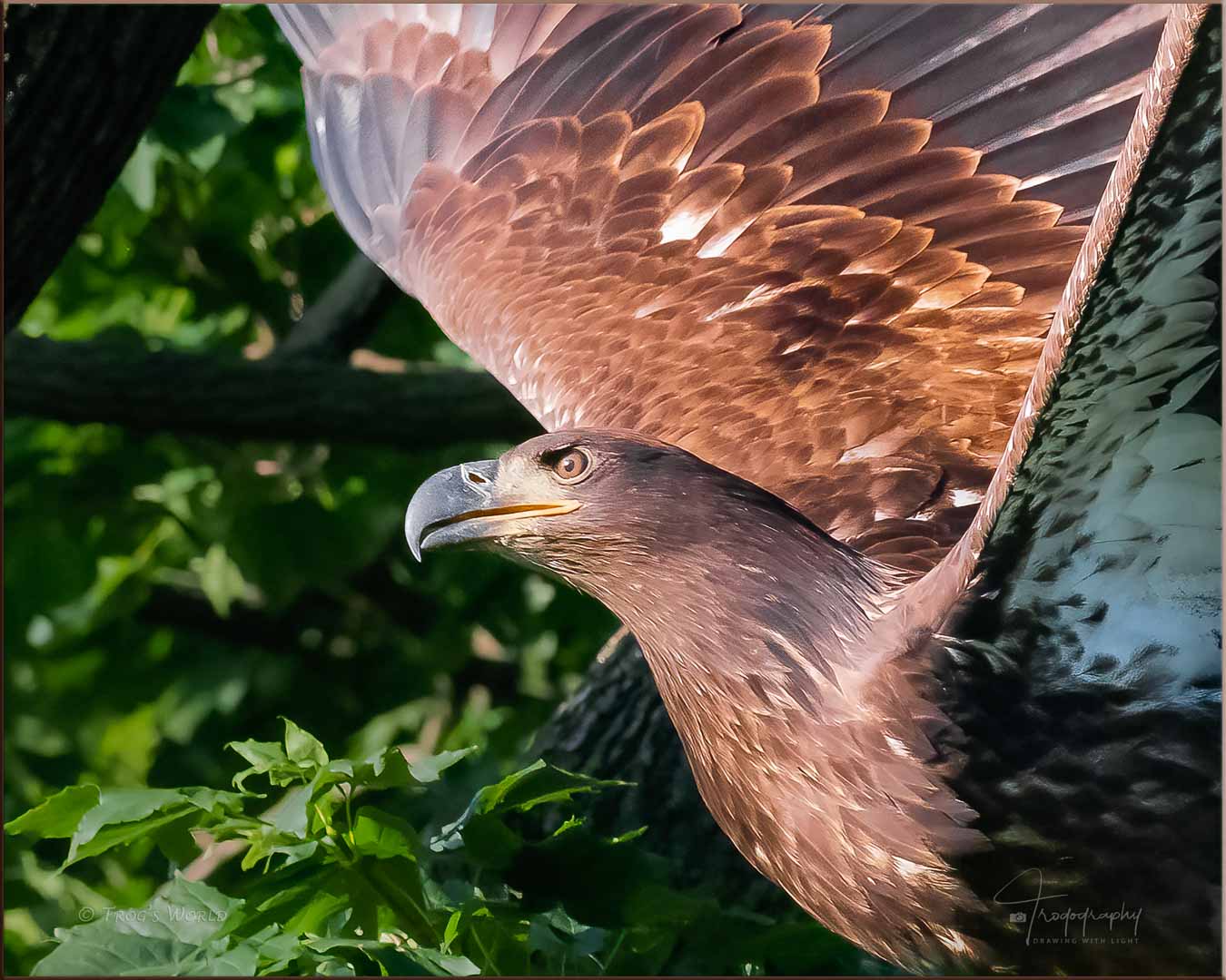 Juvenile eagle in early flight