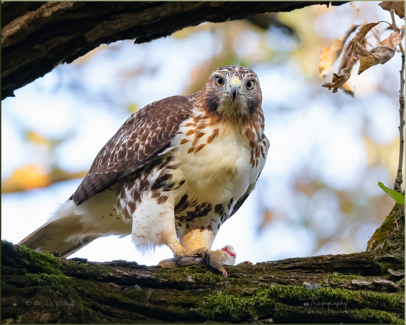 Red-tailed Hawk with its prey in a tree