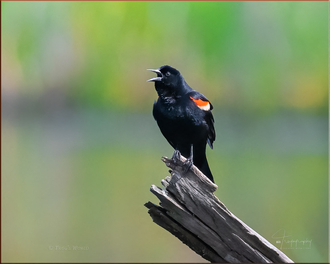 Red-winged Blackbird singing