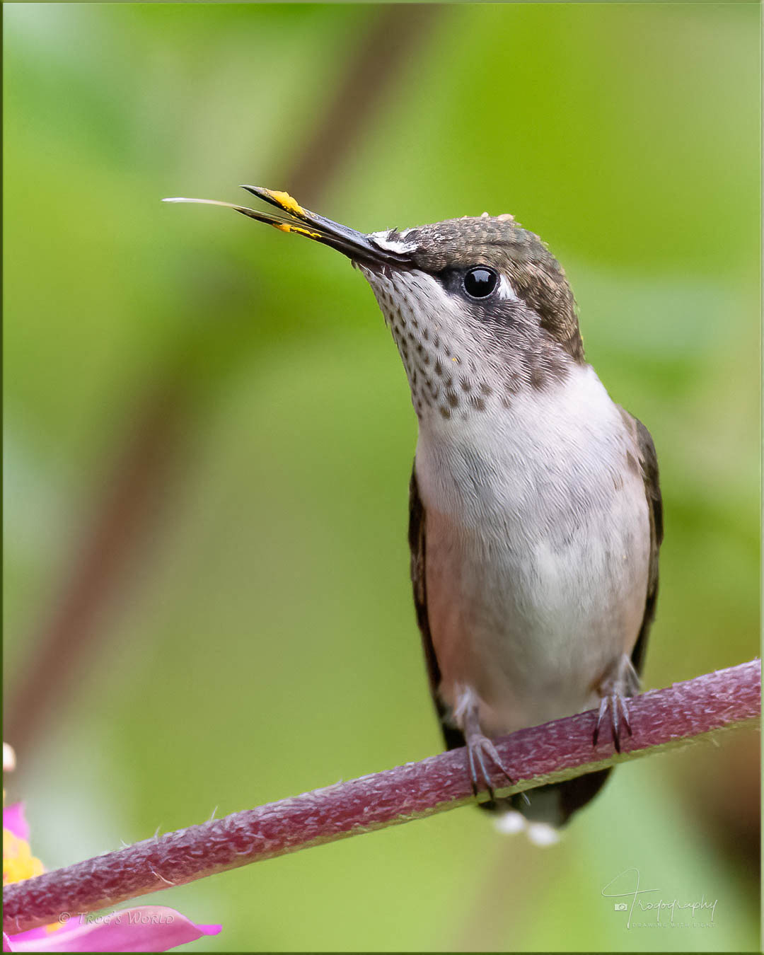 Ruby-throated hummingbird perched on a flower stem