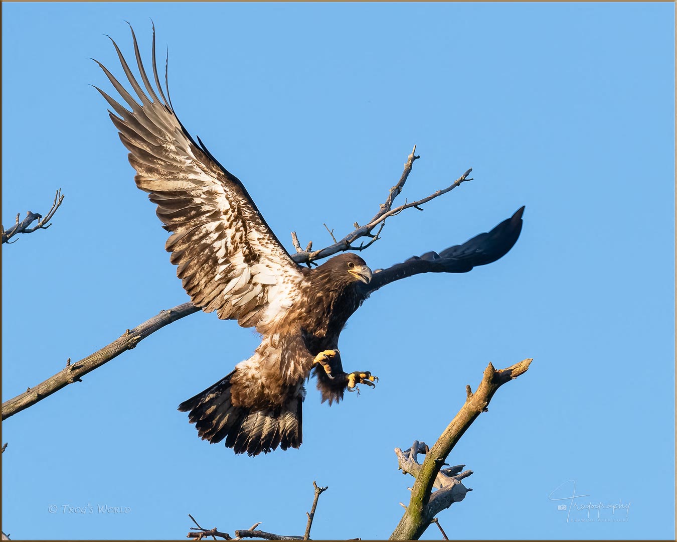 Juvenile Eagle jumping to a branch