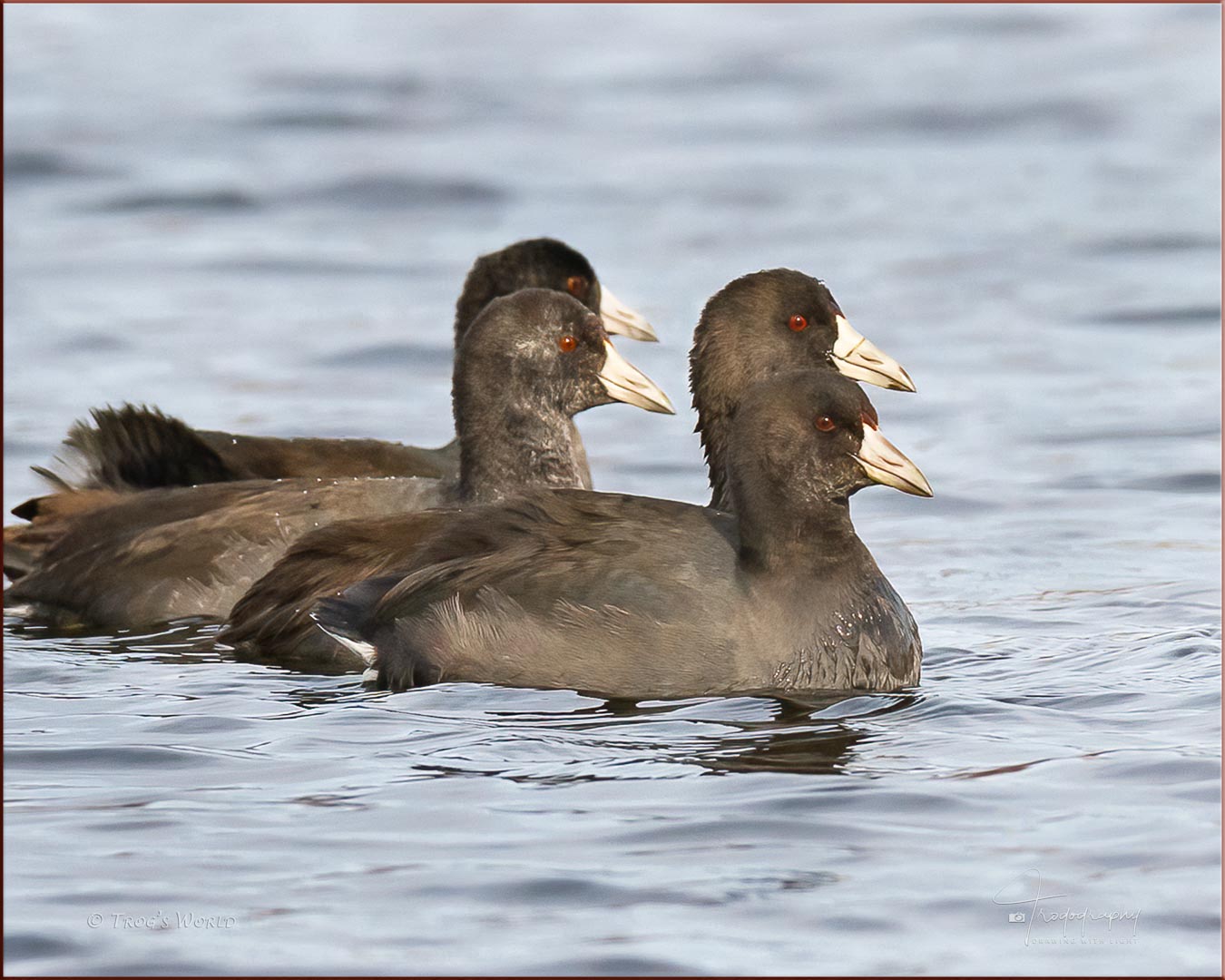 Coots on a lake