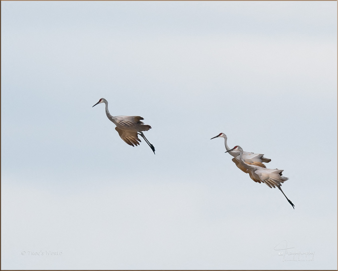 Sandhill Cranes coming in for a landing