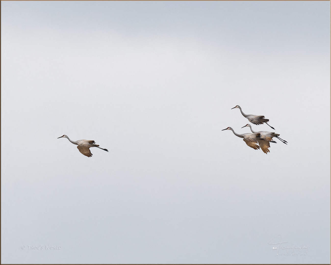 Sandhill Cranes coming in for a landing