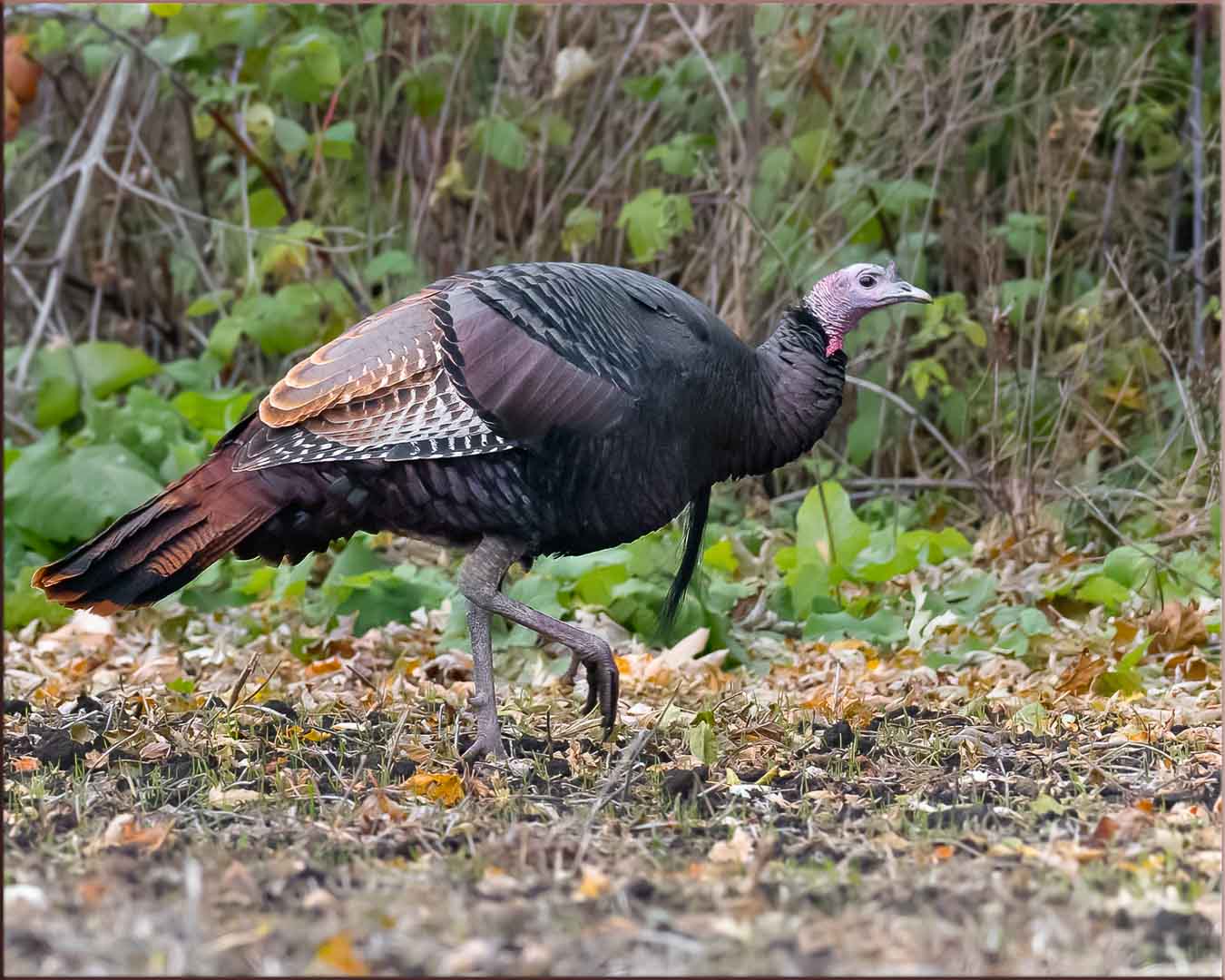 Female Wild Turkey