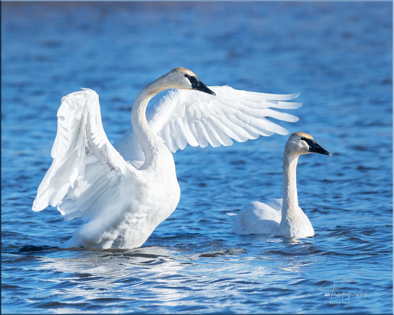 Trumpter Swans