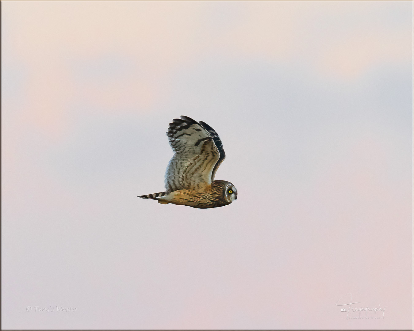 Short-eared Owl