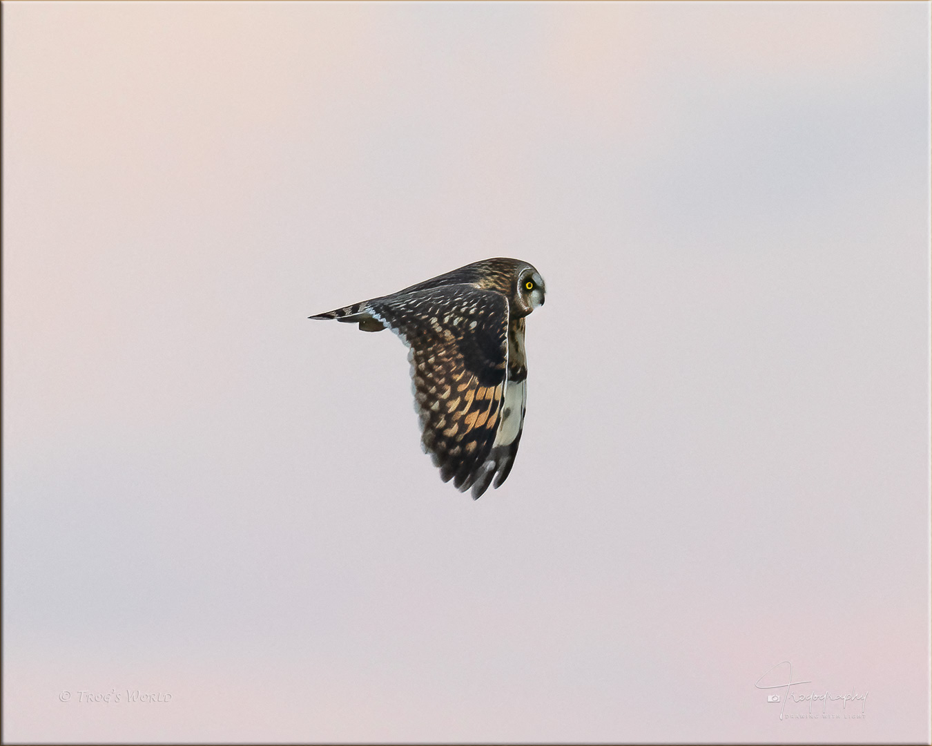 Short-eared Owl