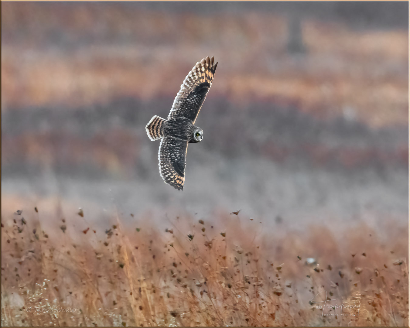 Short-eared Owl in flight