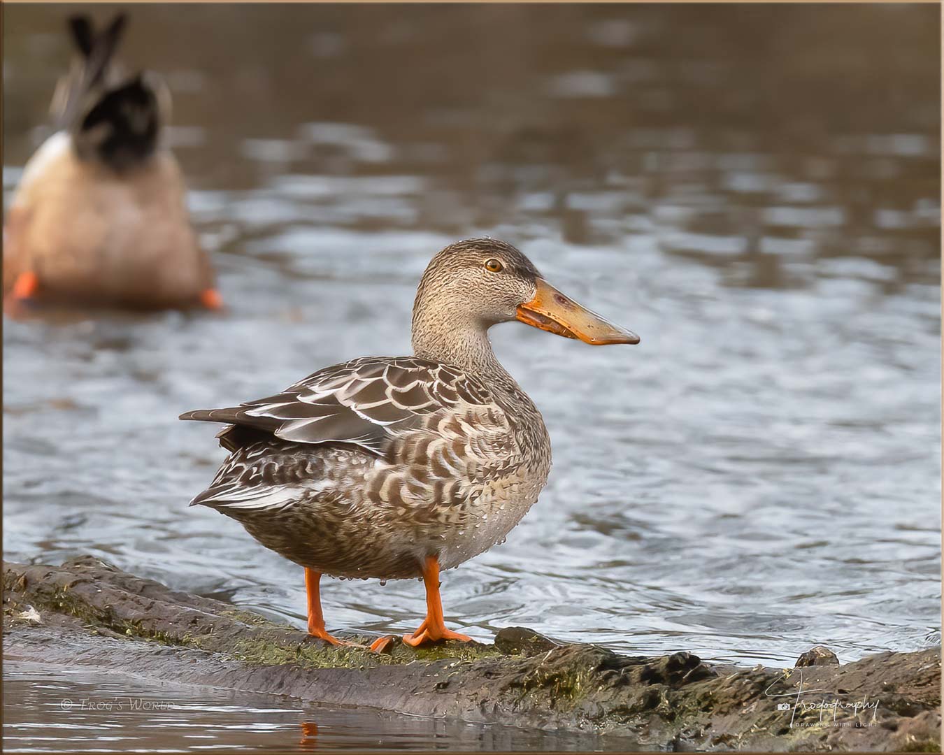 Female Northern Shoveler