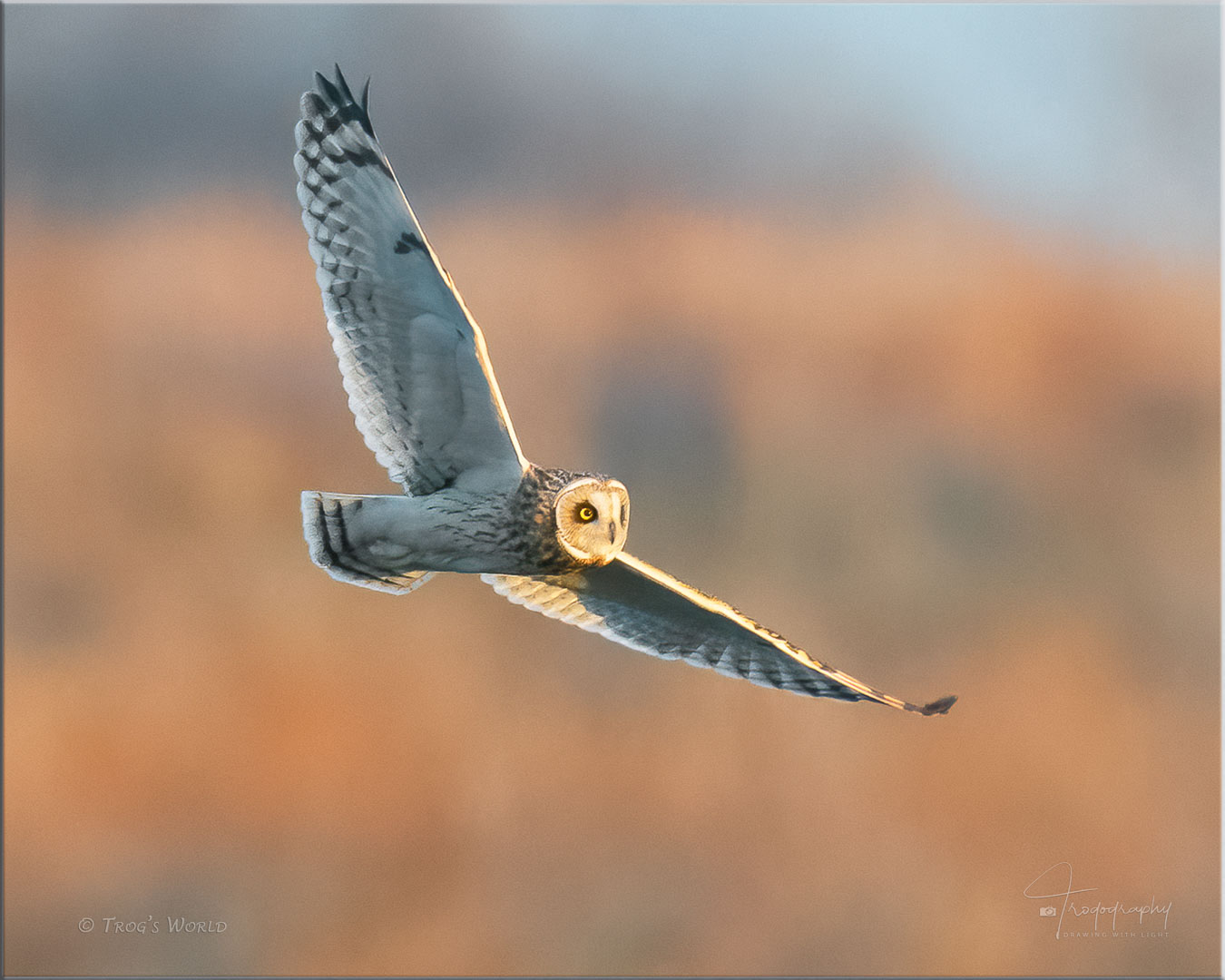 Short-eared Owl in flight