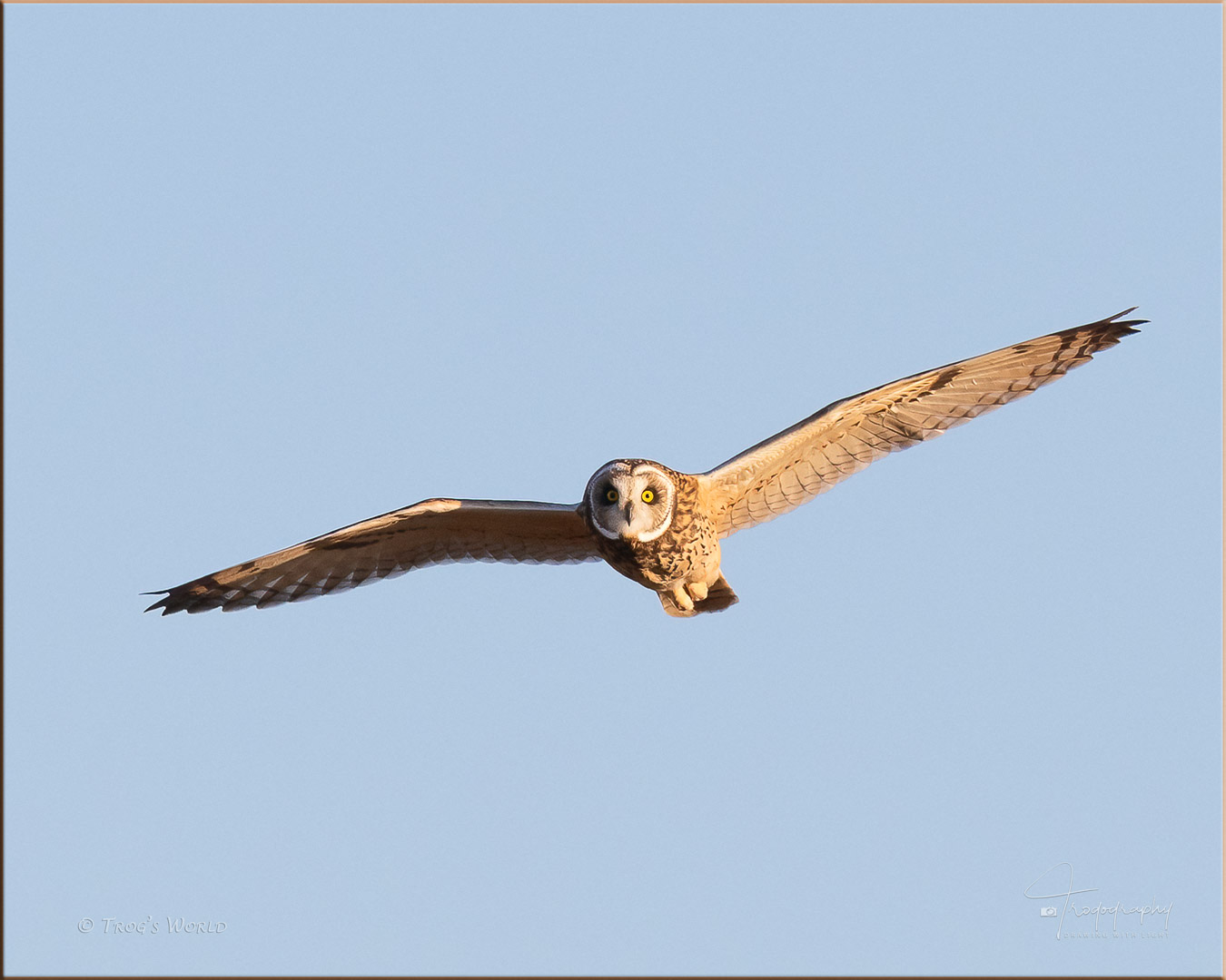 Short-eared Owl in flight