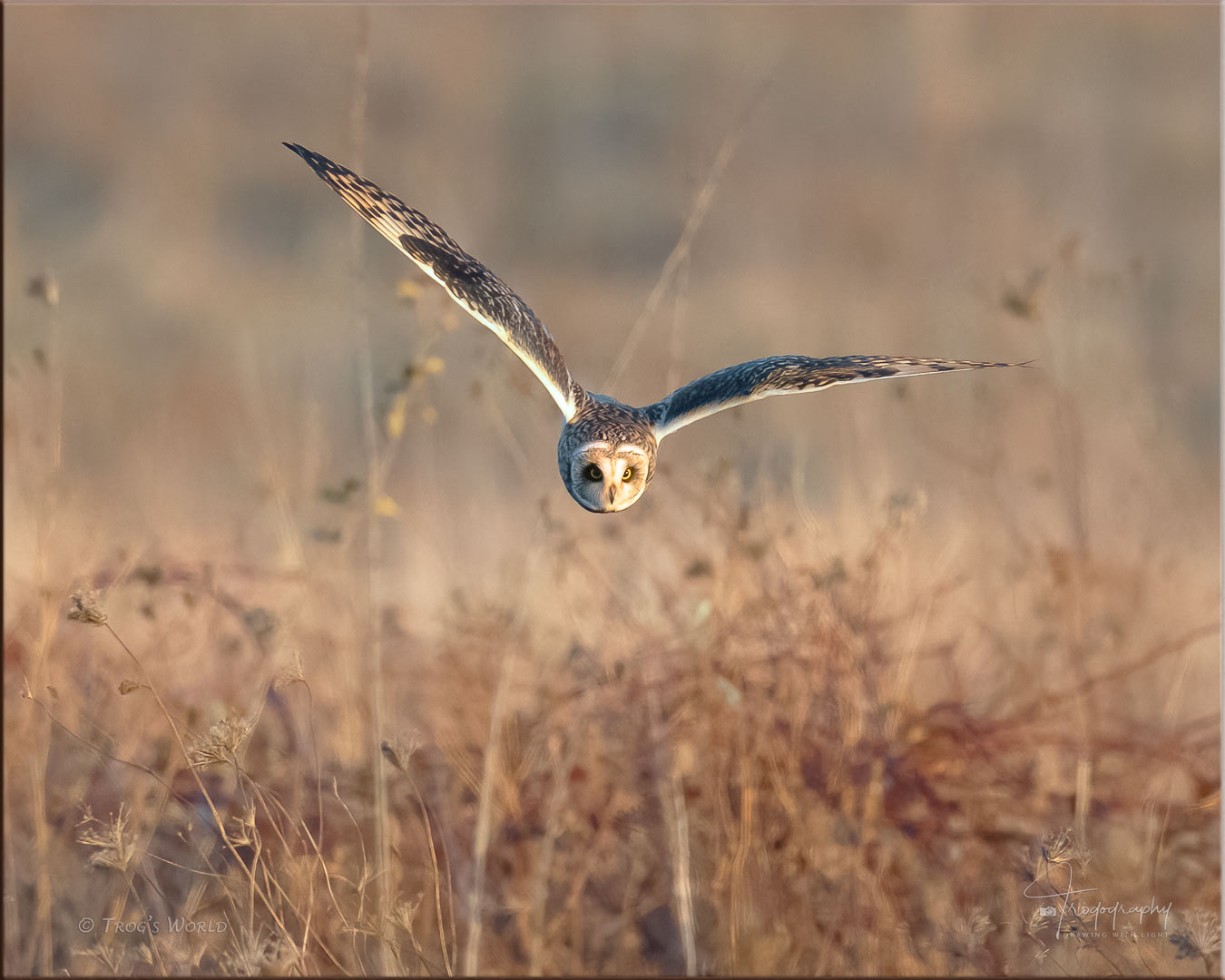 Short-eared owl hunts for a vole