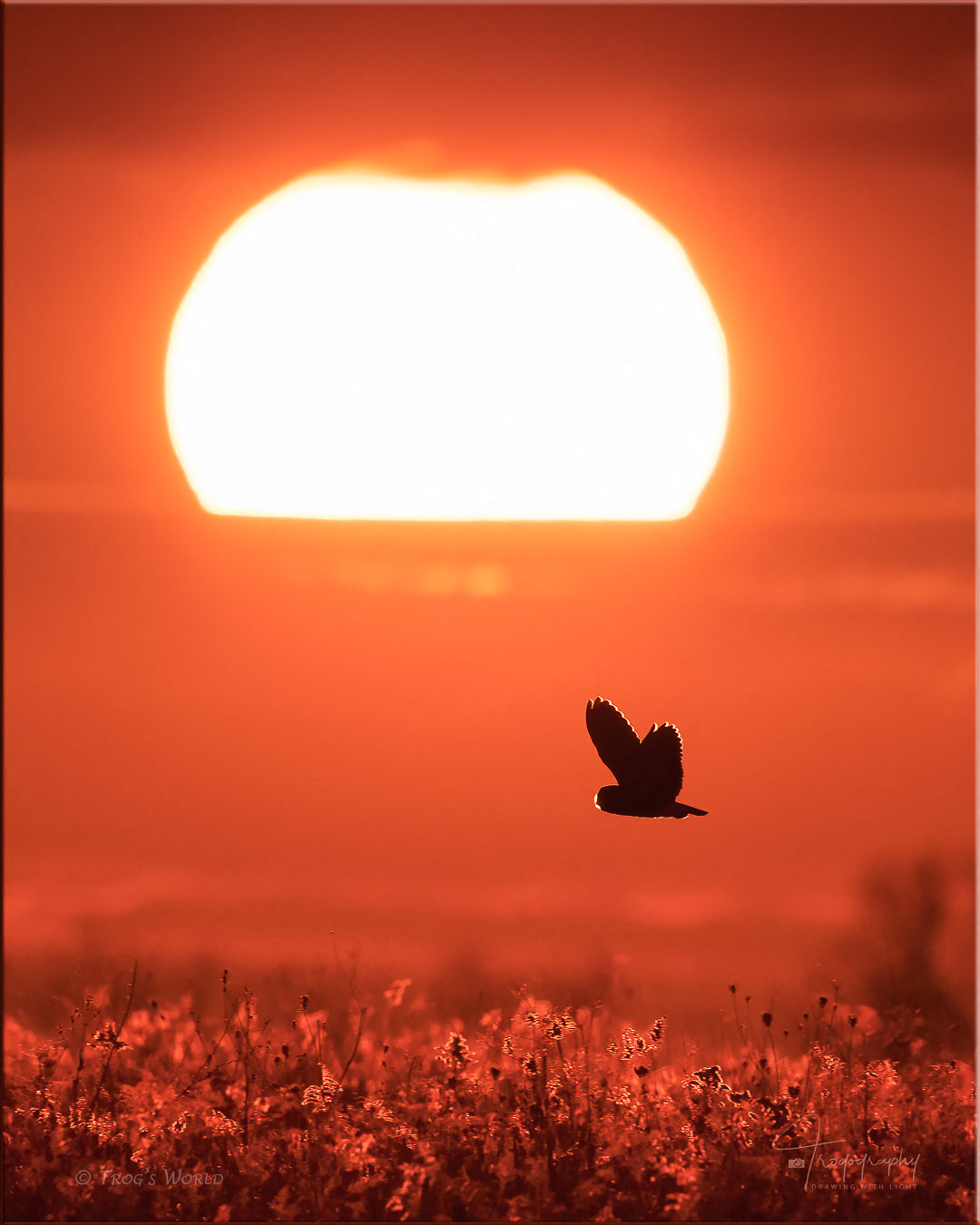 Short-eared Owl in flight at sunset