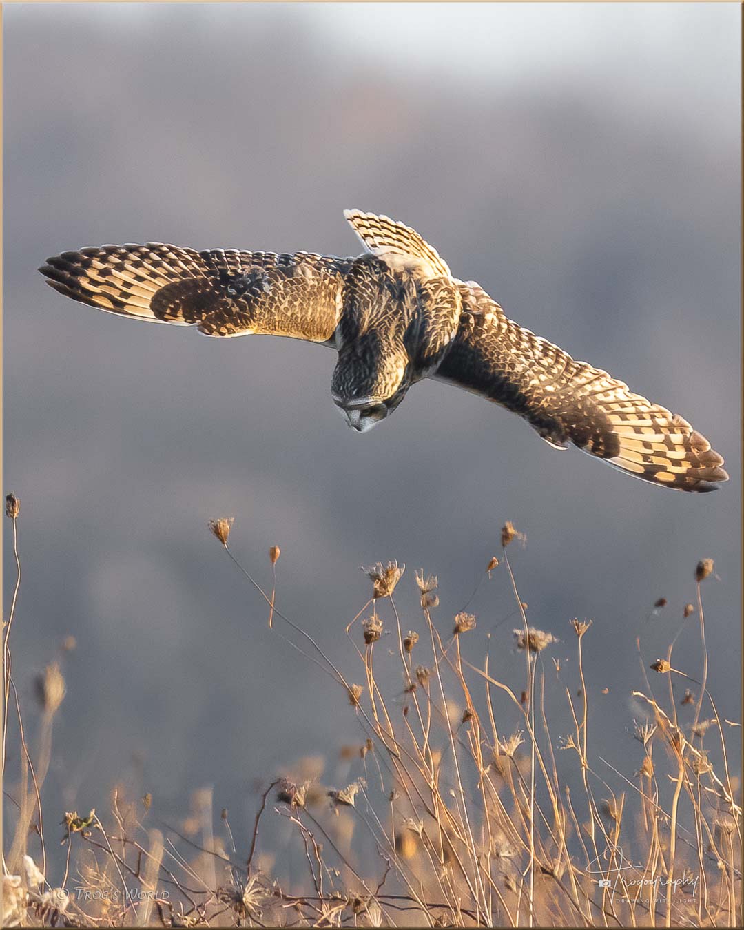 Short-eared Owl diving for a vole