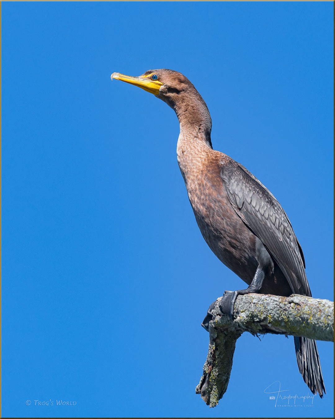 Double-crested Cormorant Portrait