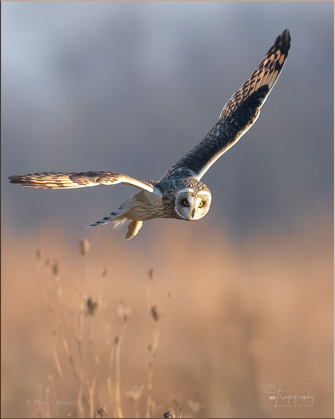 Short-eared Owl on the hunt