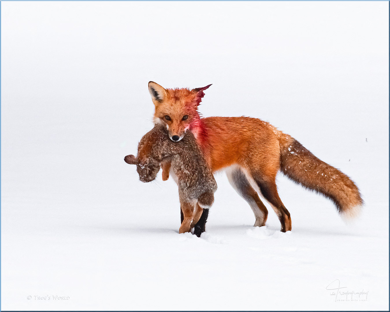 Red Fox chases hare and gets his dinner