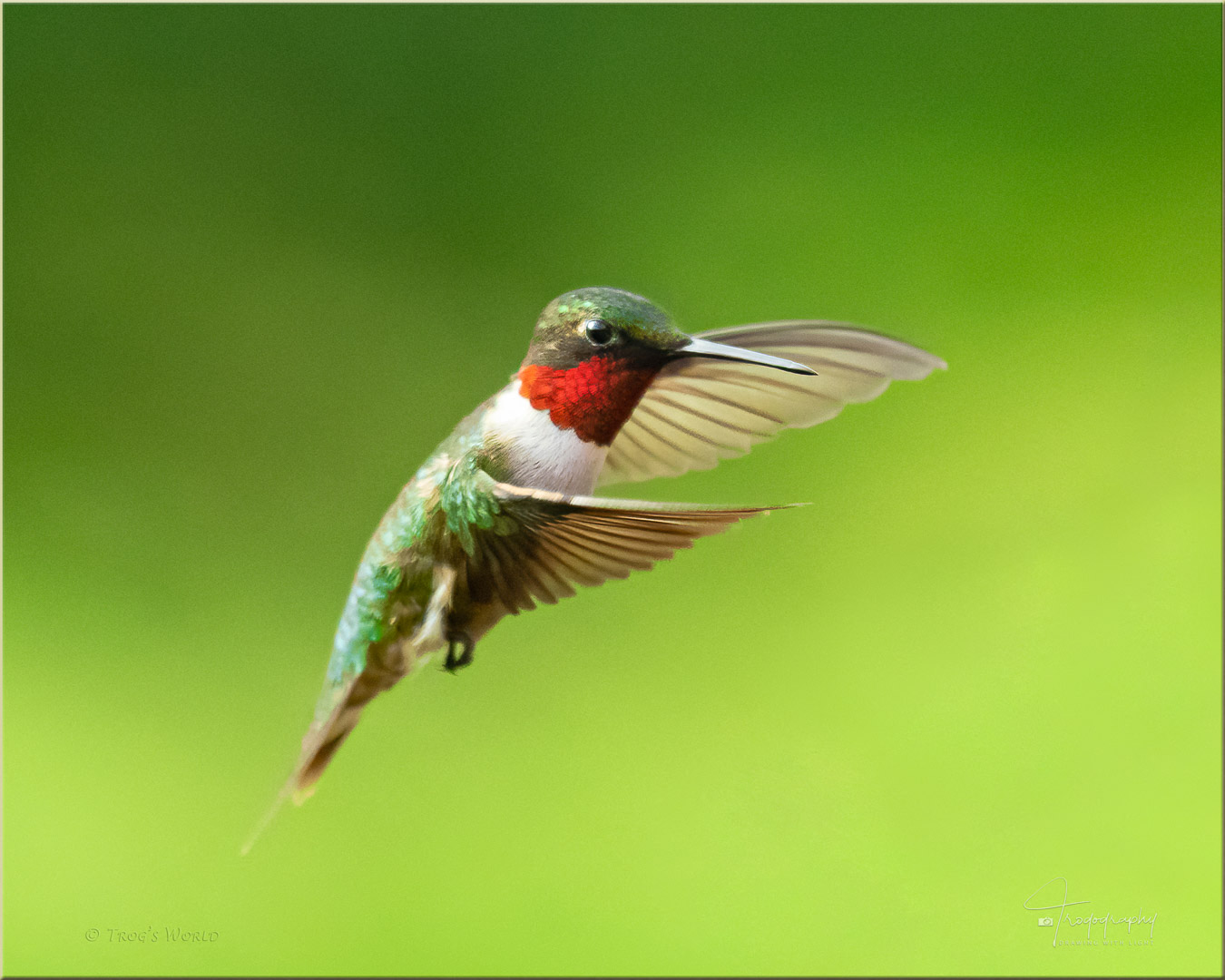 Male Ruby-throated Hummingbird in flight