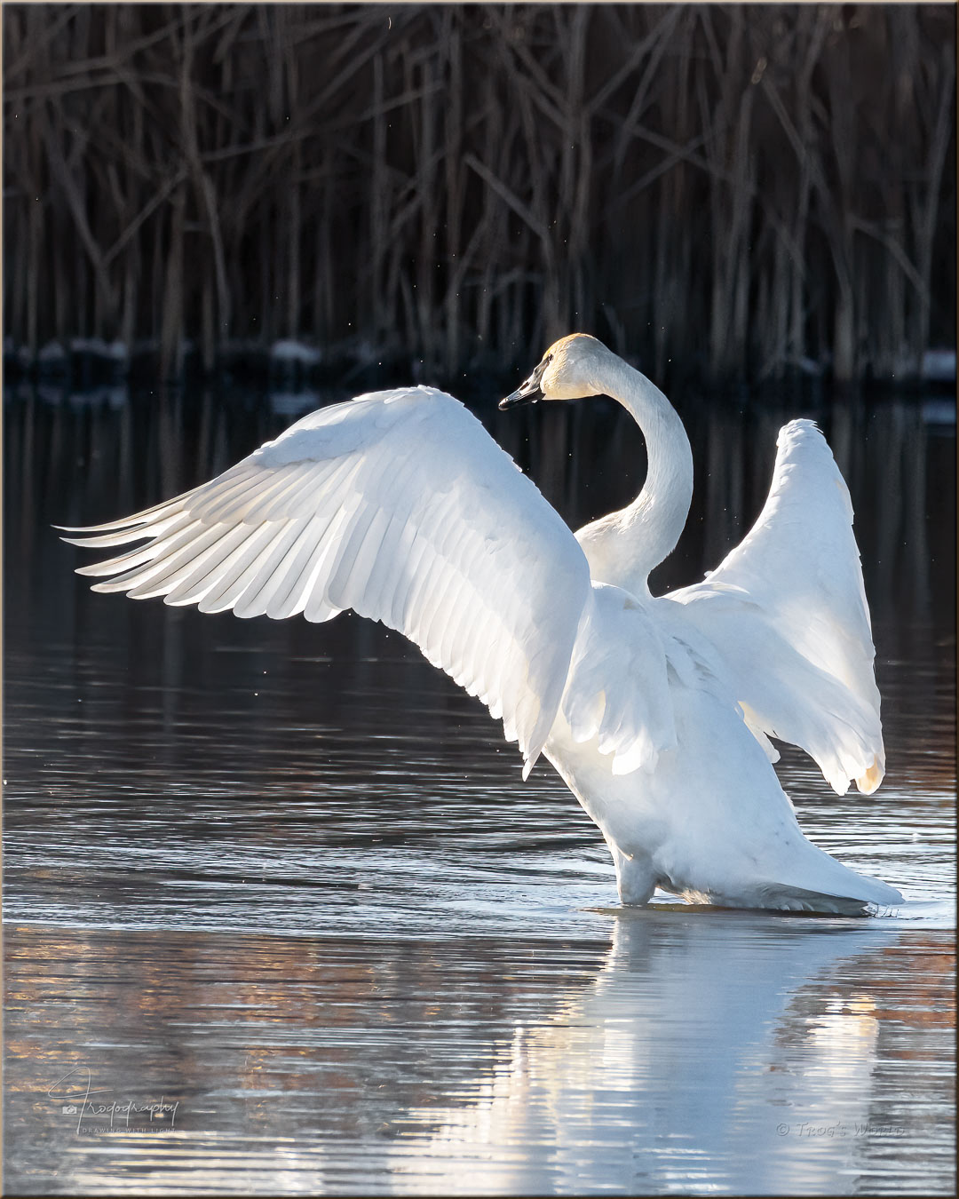 Trumpeter Swan spreads its wings