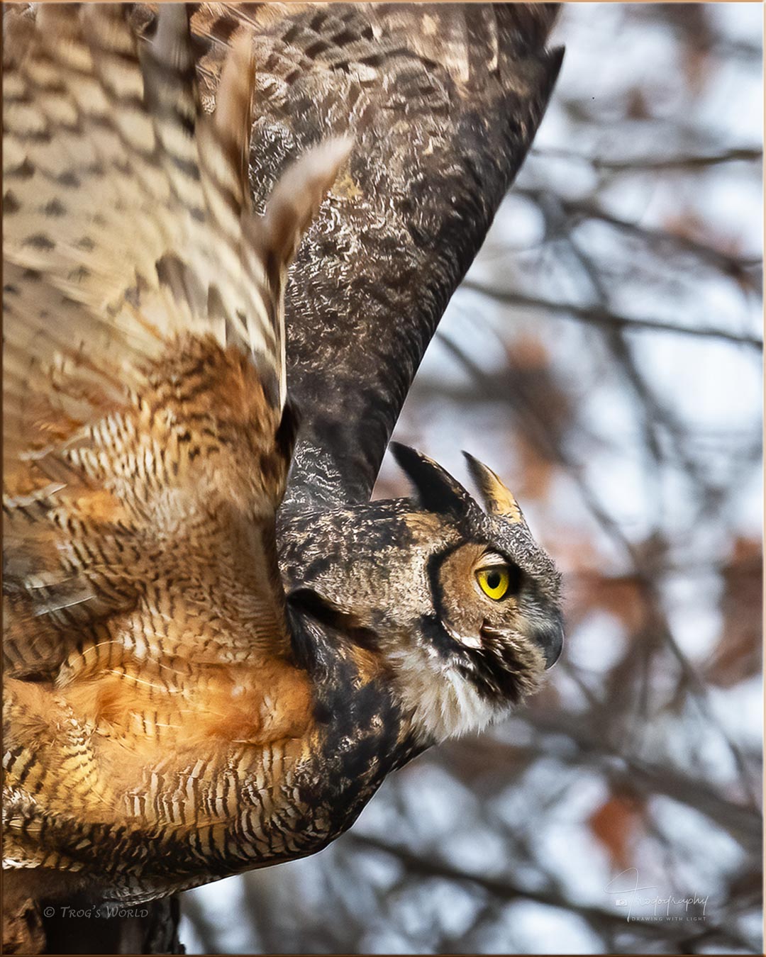 Great-horned Owl in flight