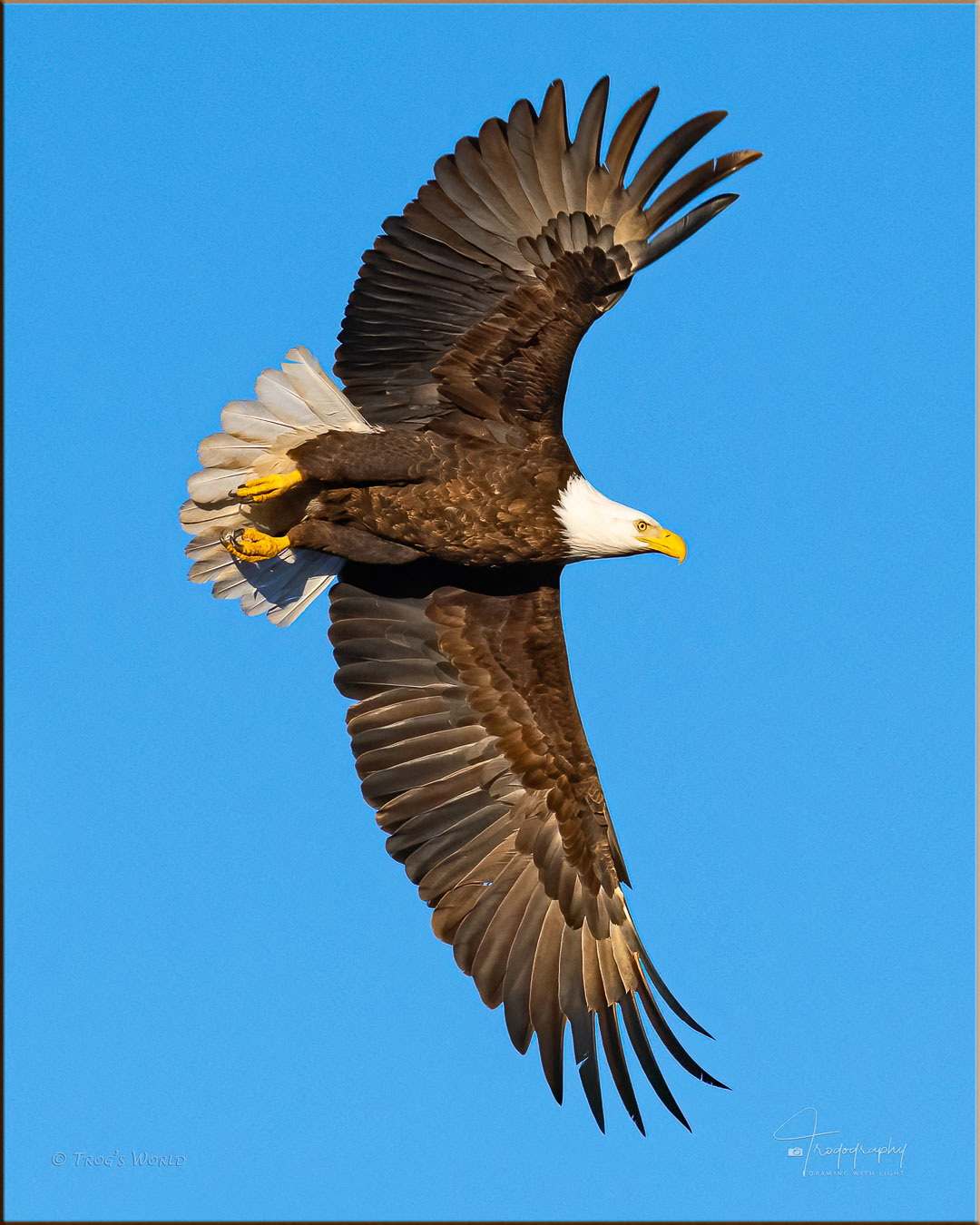 Bald Eagle in flight