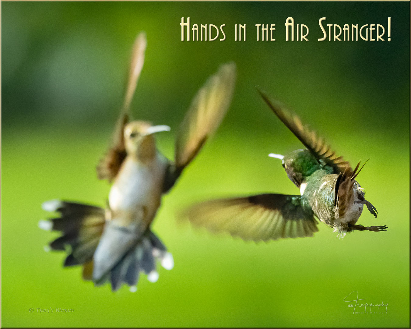 Male Ruby-throated Hummingbird in flight