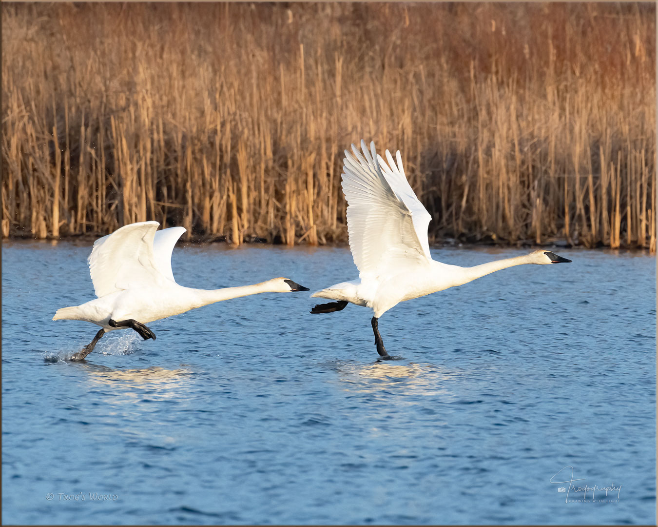 Two Trumpeter Swans taking off from a lake