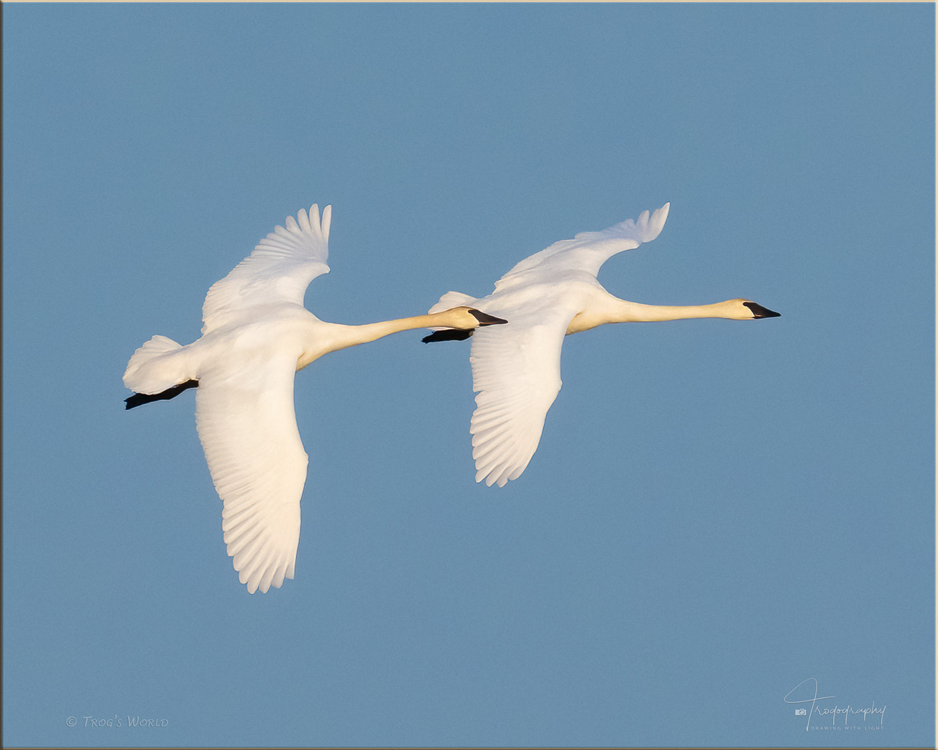 Trumpeter Swans in flight