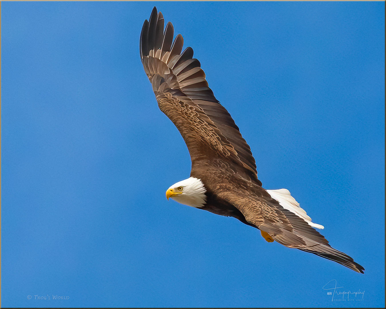 Bald Eagle in flight