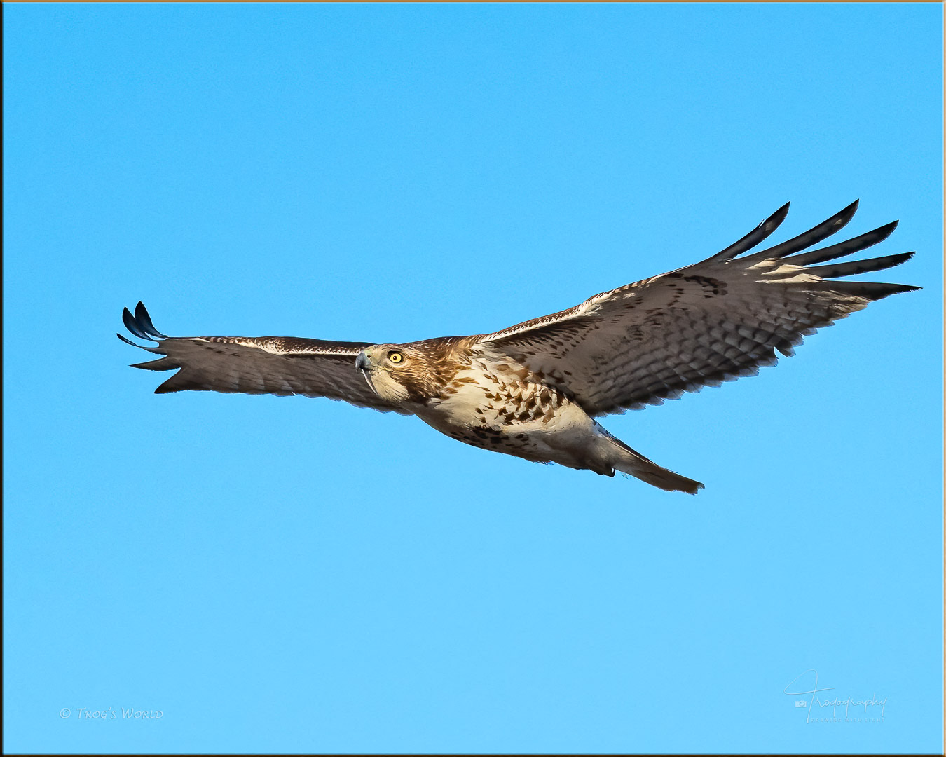 Red-tailed Hawk in flight