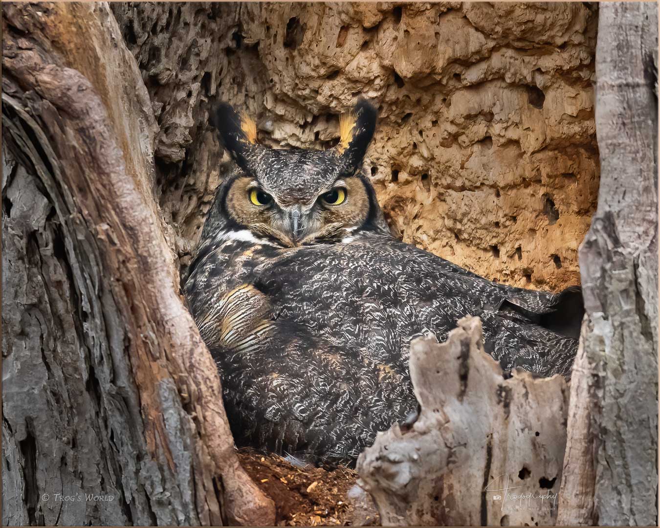 Great Horned Owl on her nest