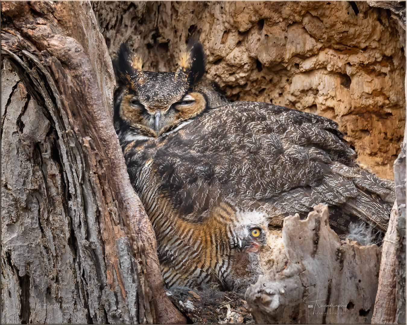 Great Horned Owl and one of her owlets