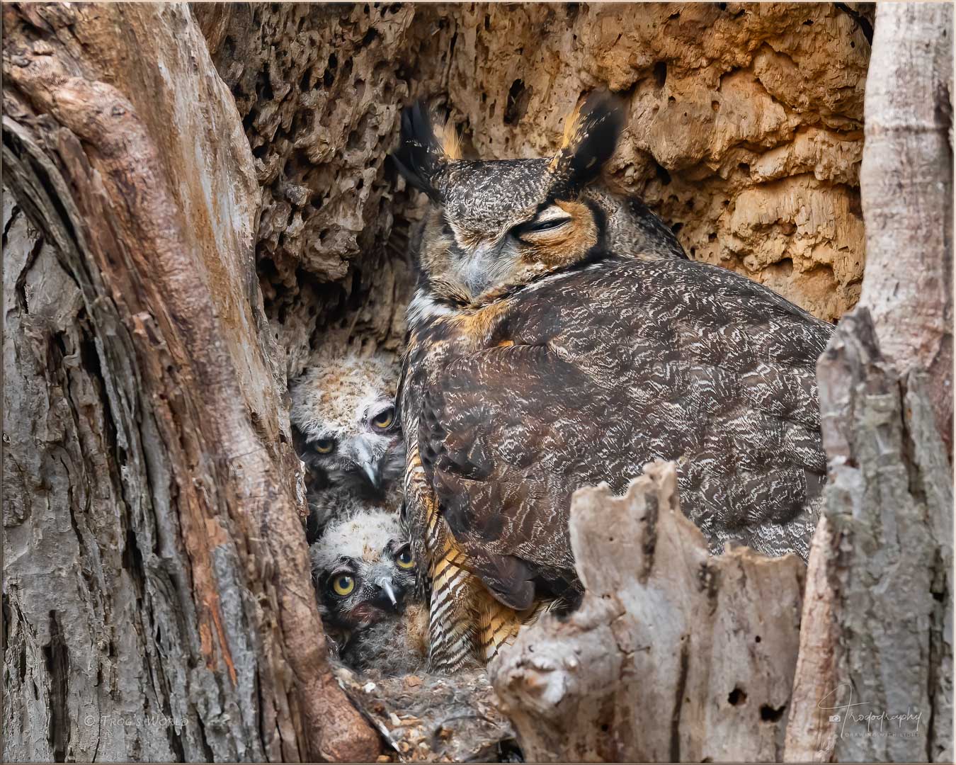 Great Horned Owl and her owlets