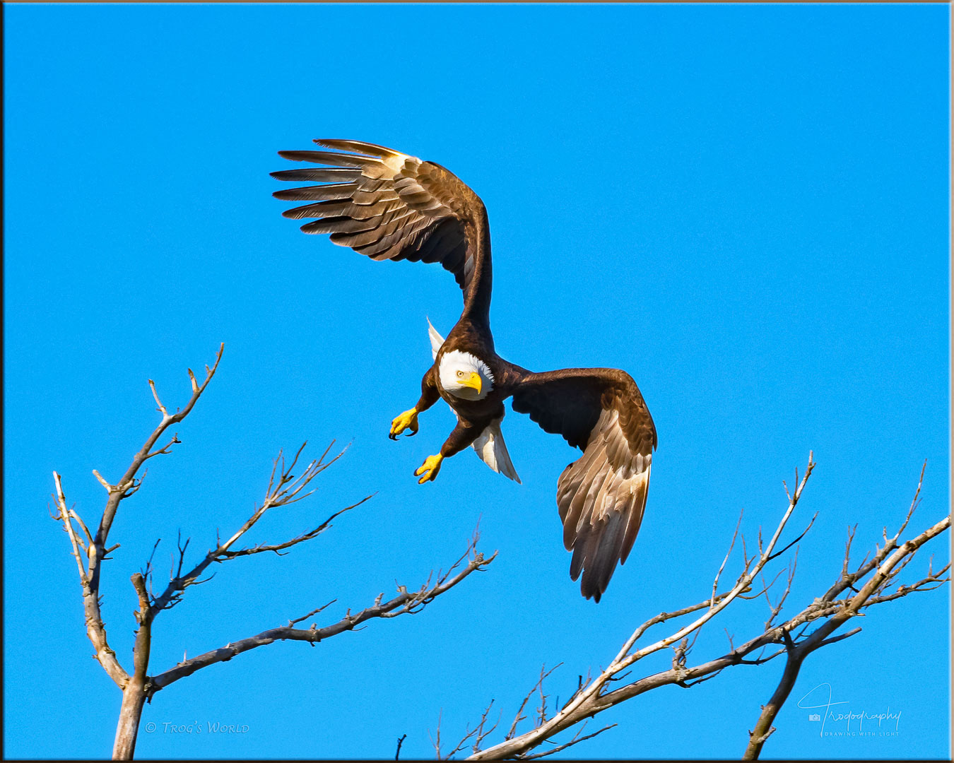 Bald Eagle in Flight