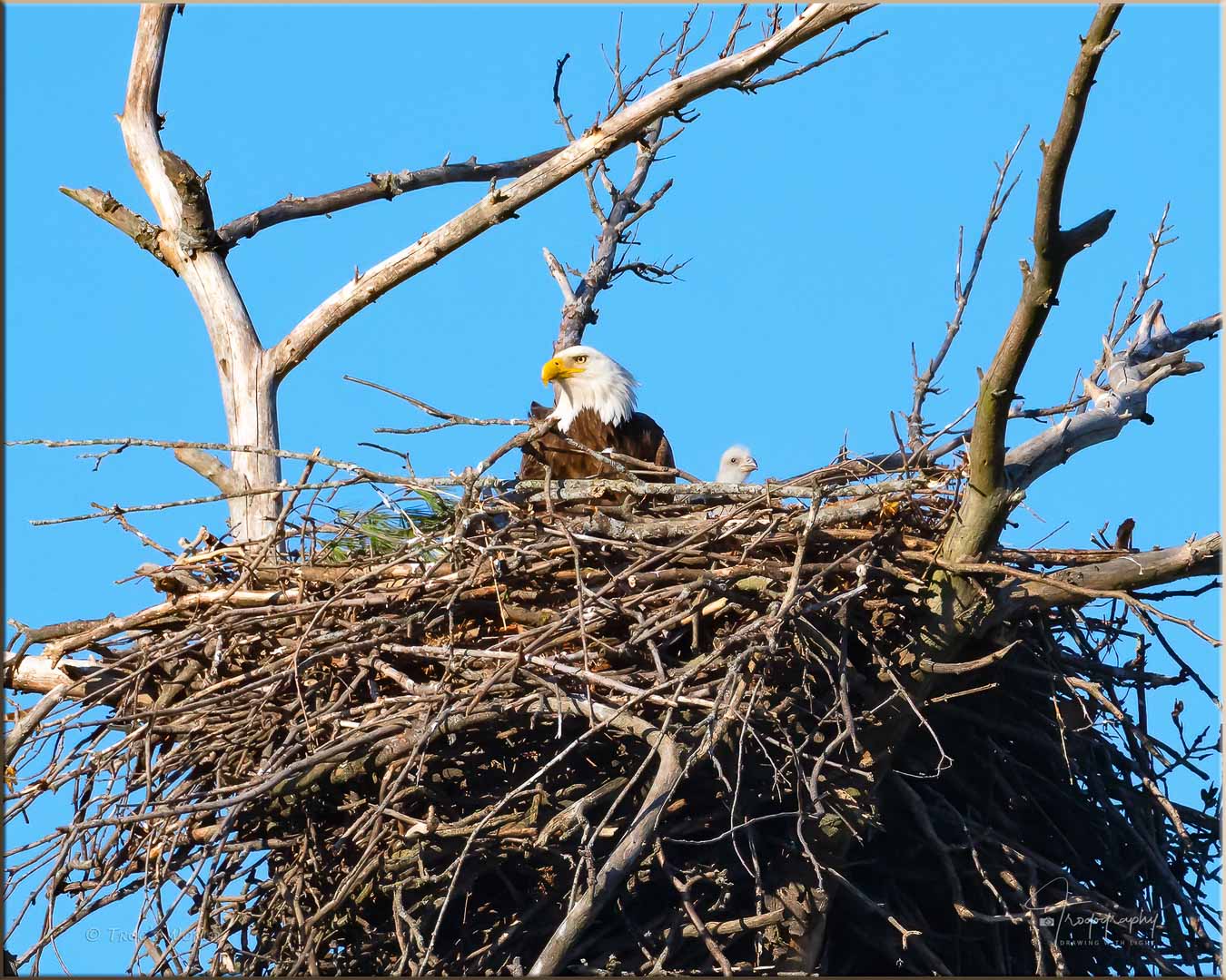 Mama Eagle and eaglet