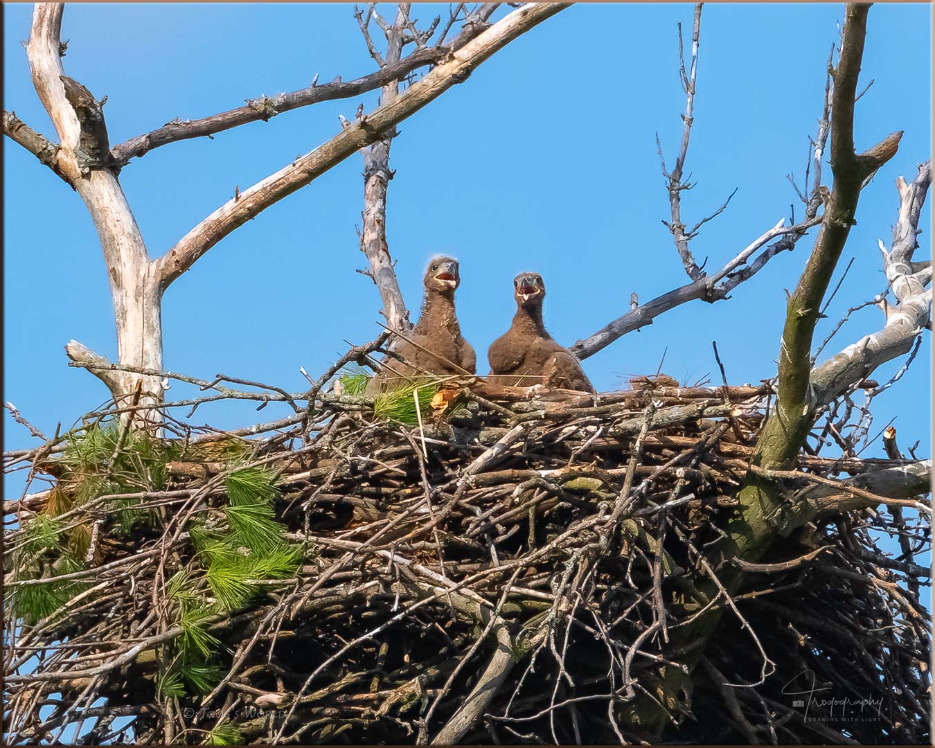 Two eaglets in the nest