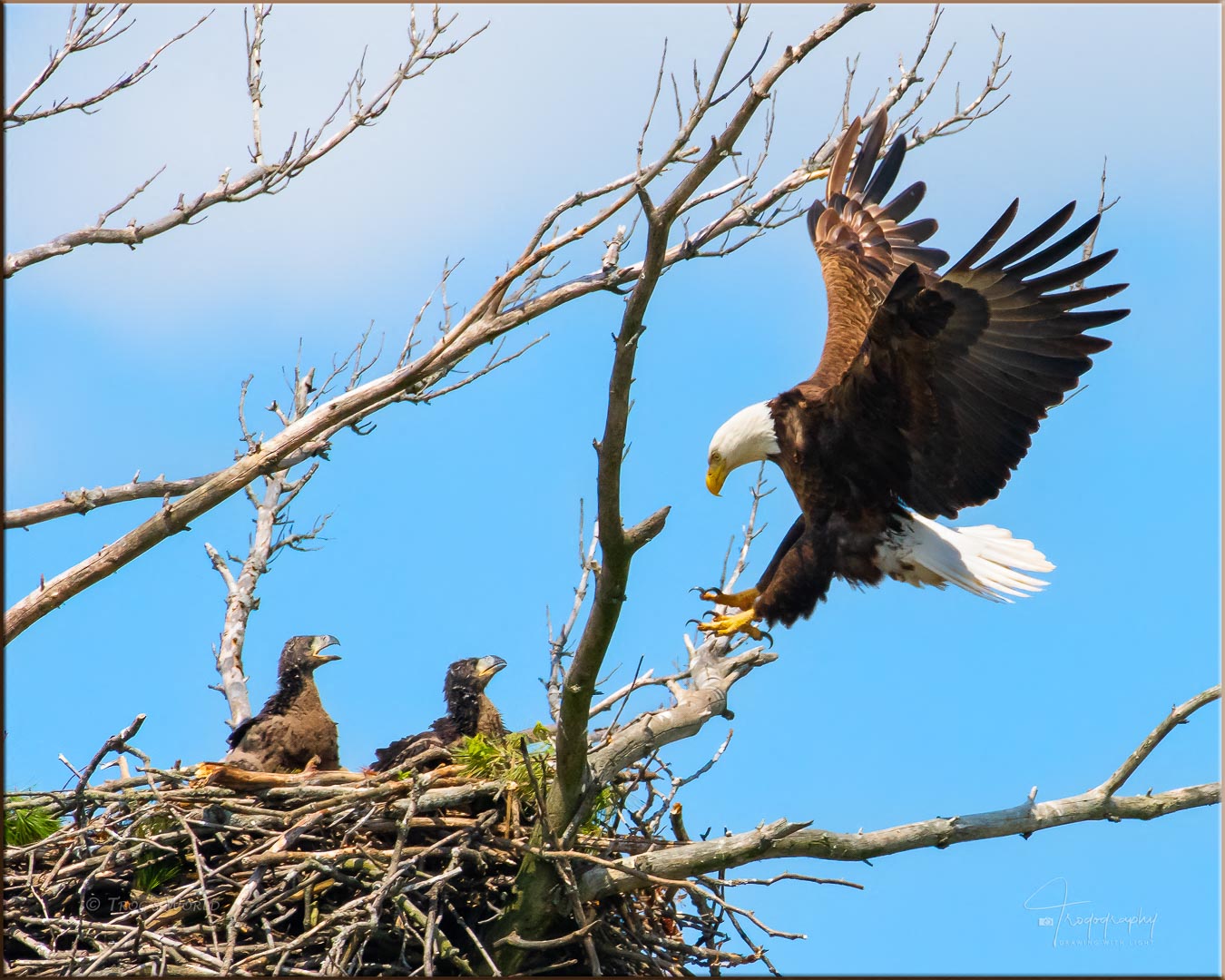 Mama Eagle stickin' the landing