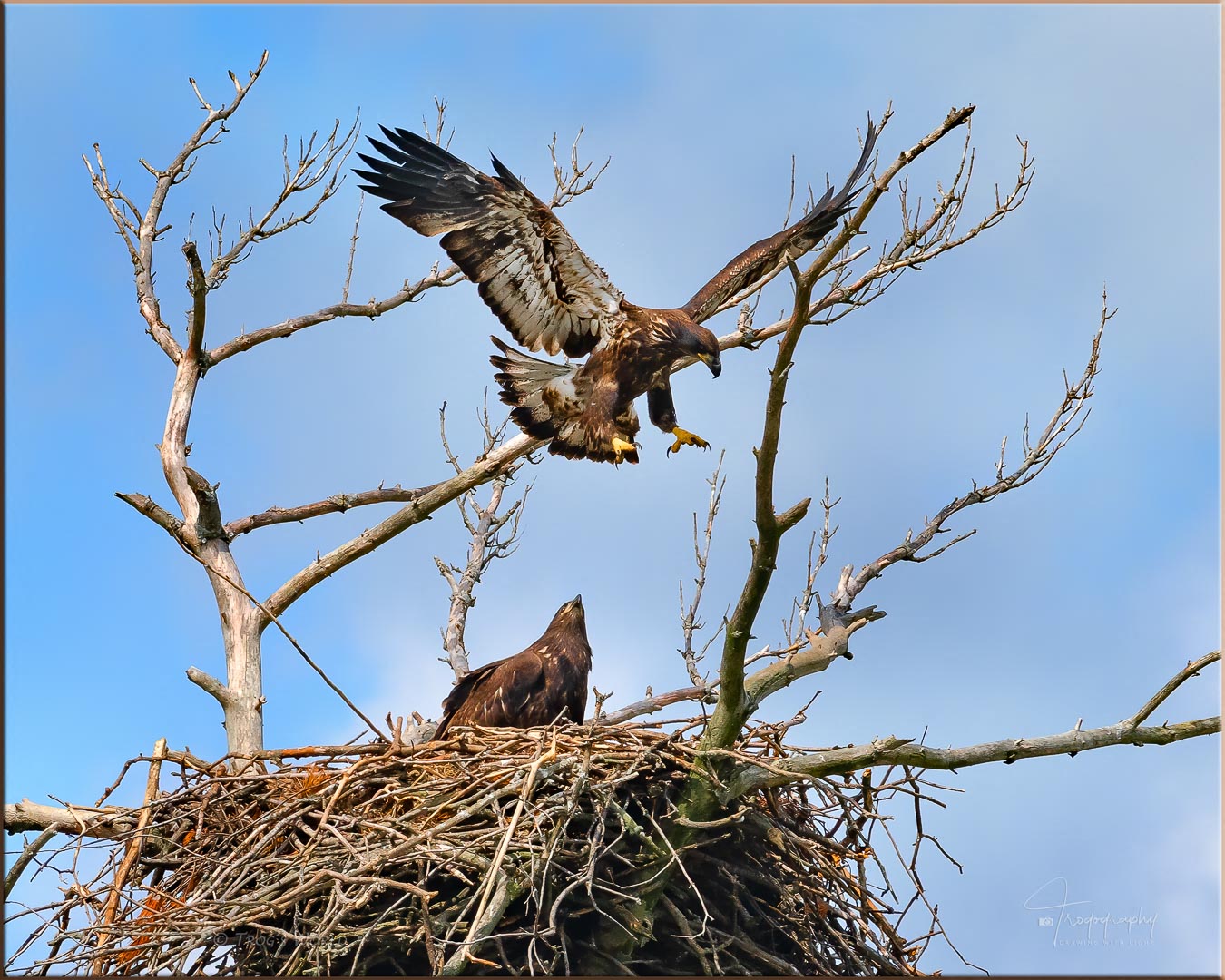 Eaglet preparing for flight