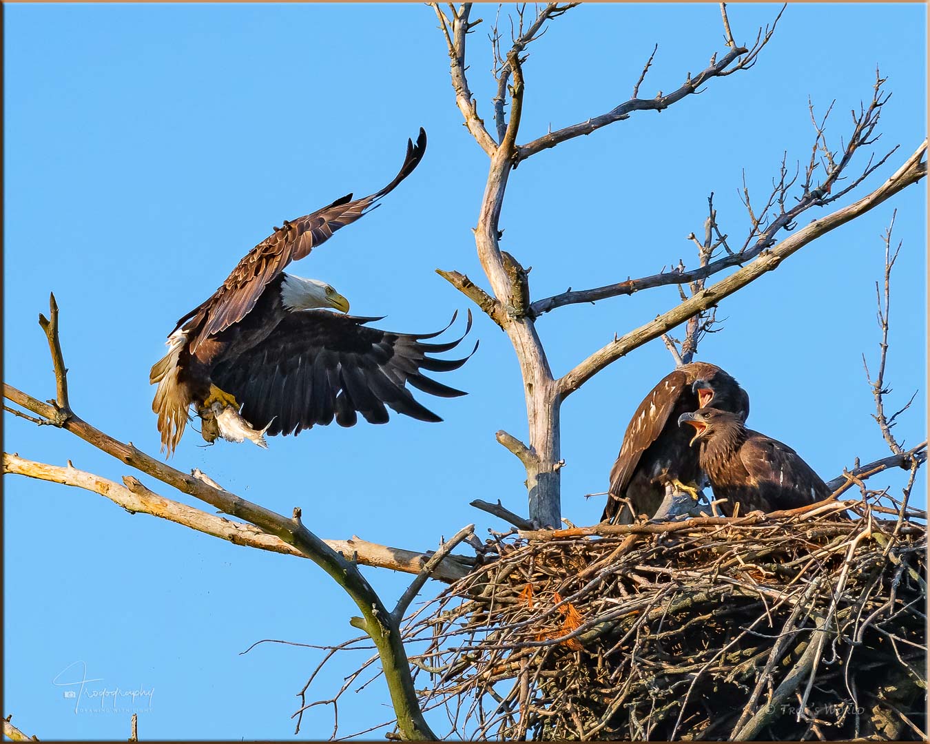 Mama Eagle delivers a fish for her babies