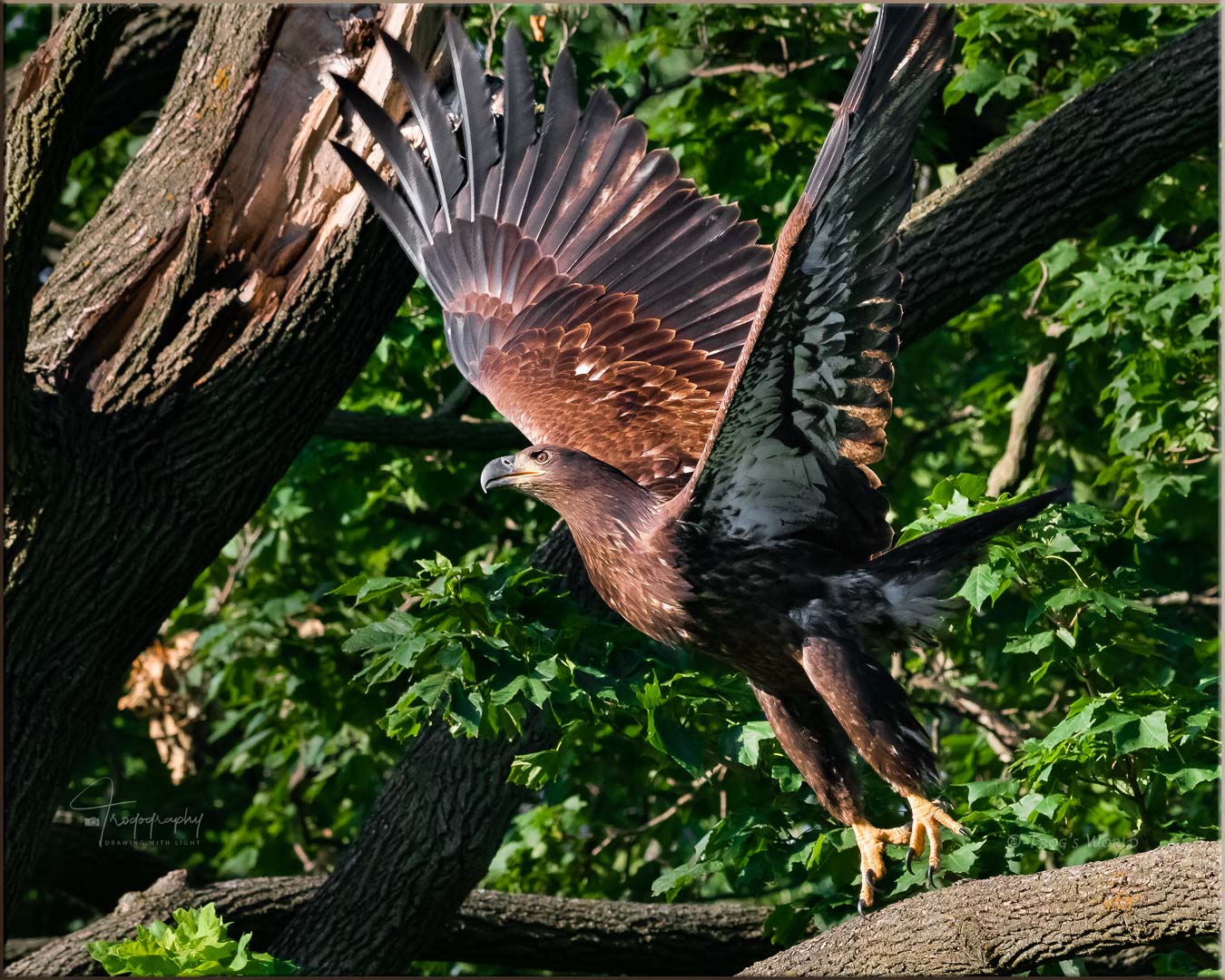 Juvenile Eagle taking off from a branch