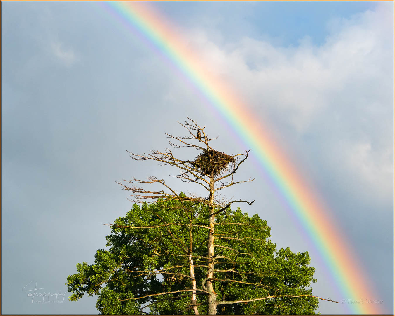 Juvenile Eagle at its nest with a rainbow