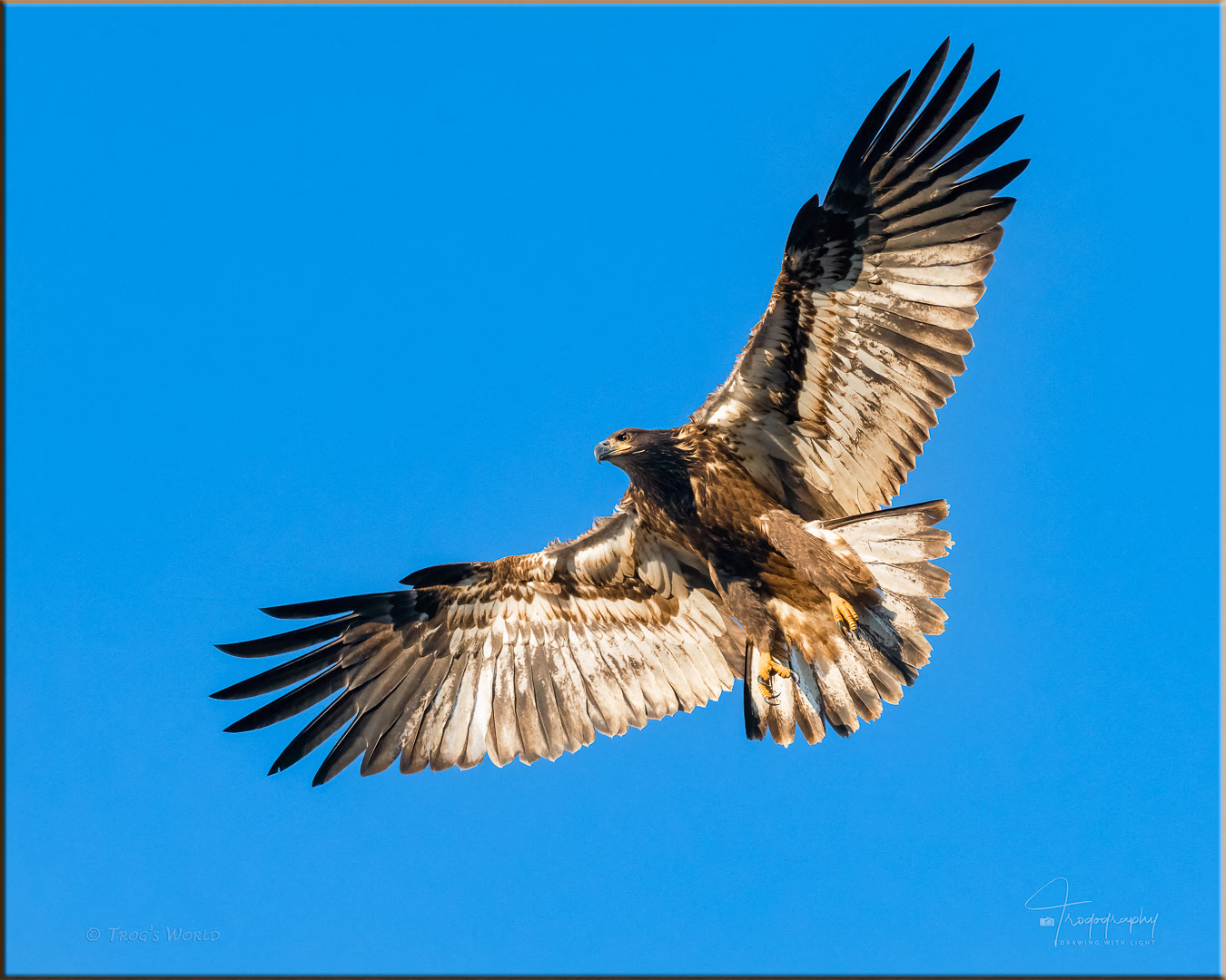 Juvenile Eagle in flight