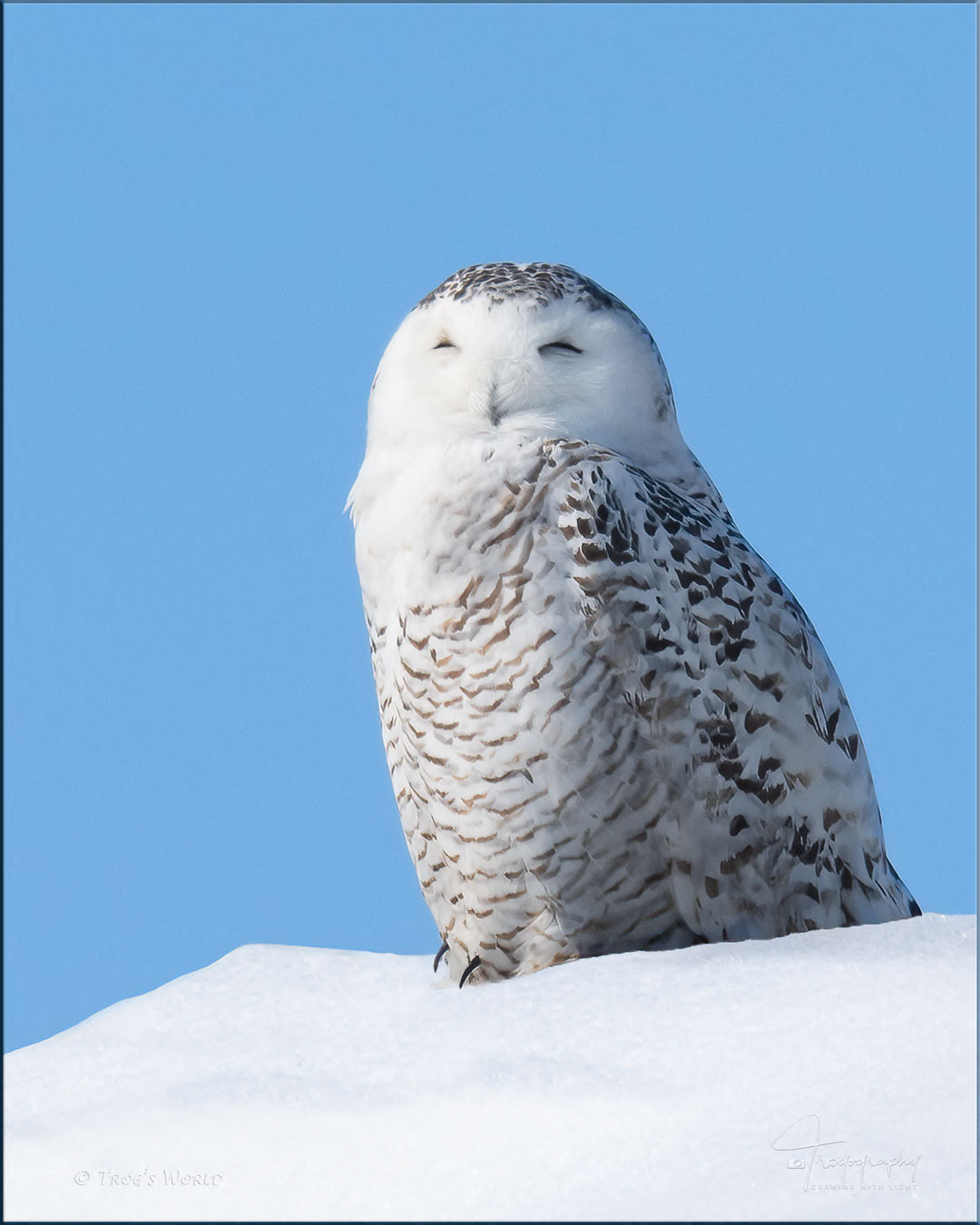 Snowy Owl on a sunny snow-covered day