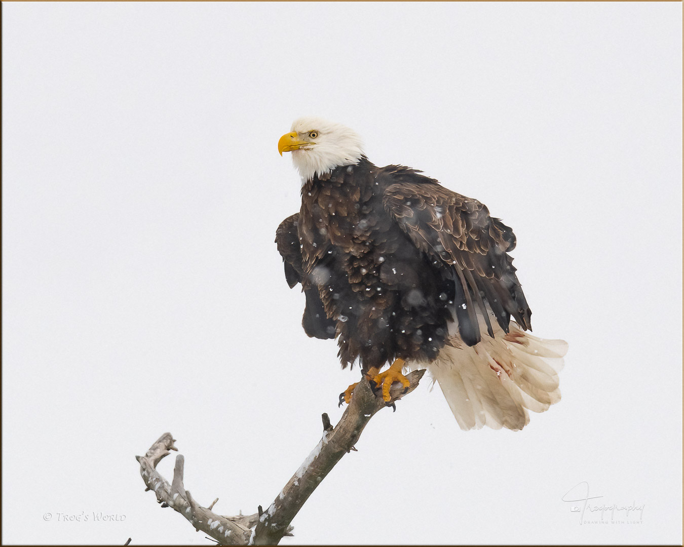 Bald Eagle perched on a cold snowy day