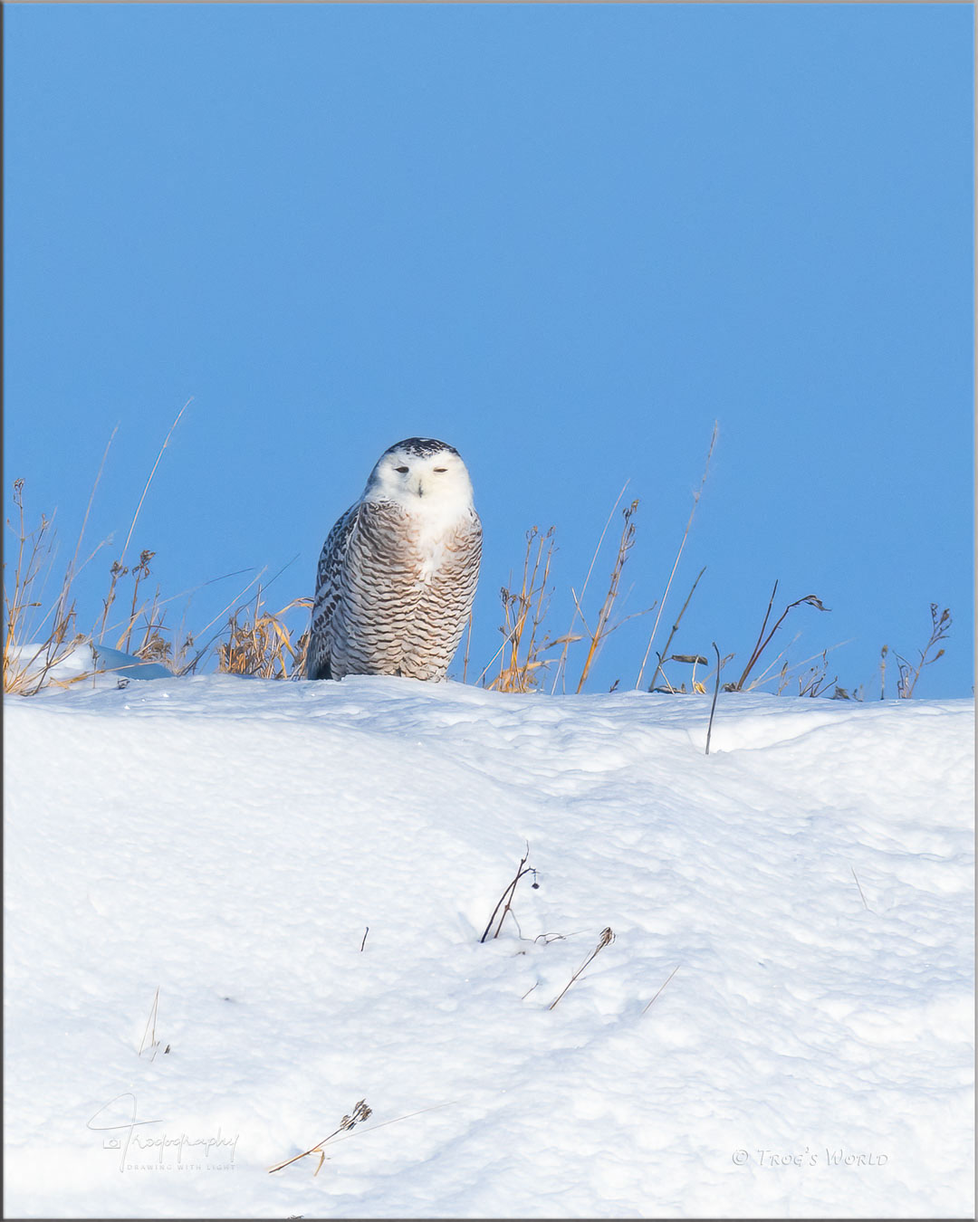 Snowy Owl on a snow-covered bluff